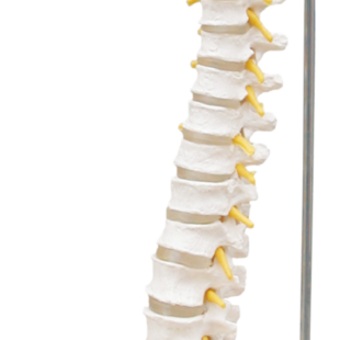 Omurga ve Pelvis Modeli